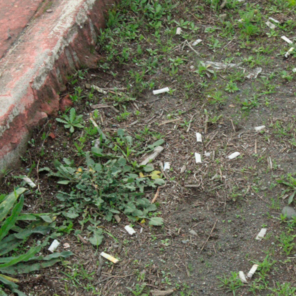 Colillas de cigarros de tabaco y cannabis a un lado de la calle.
